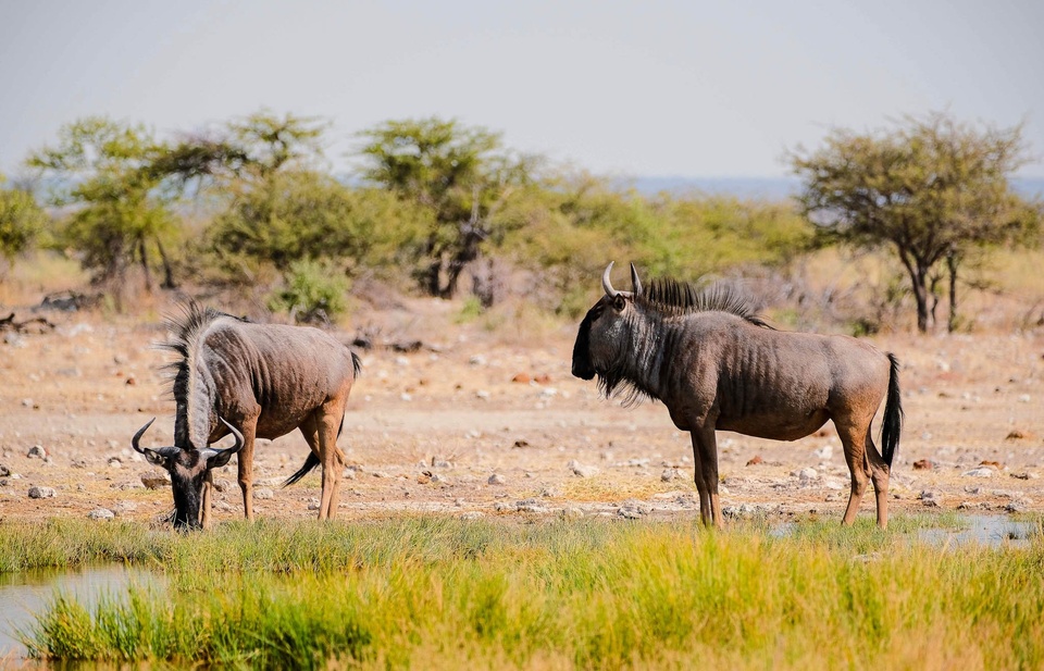 Documentary Dobrodružství se Styliyanem Kadrevem - Safari v Namíbii
