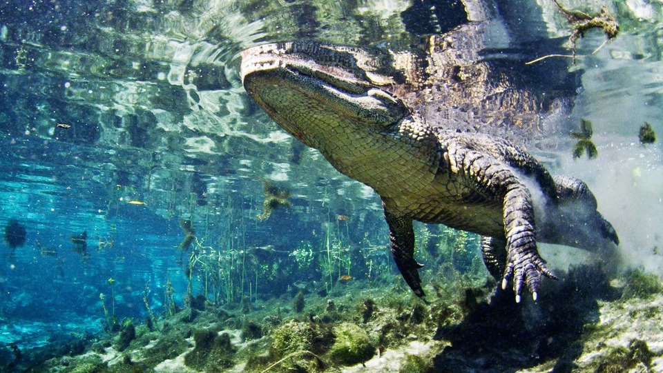 Dokumentarci Divlja Florida, kompilacija