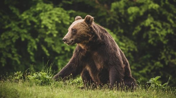 Karpaty - królestwo niedźwiedzia