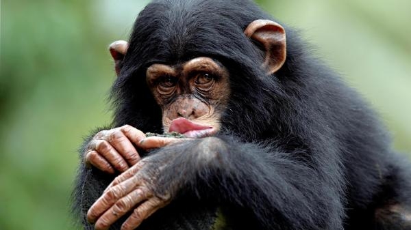 Le regard du singe