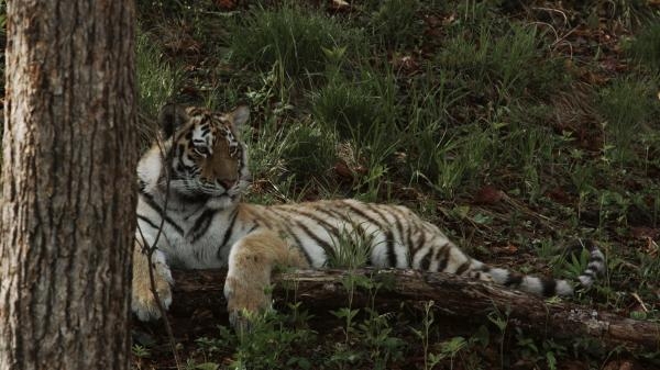 Tajanstveno carstvo sibirskog tigra