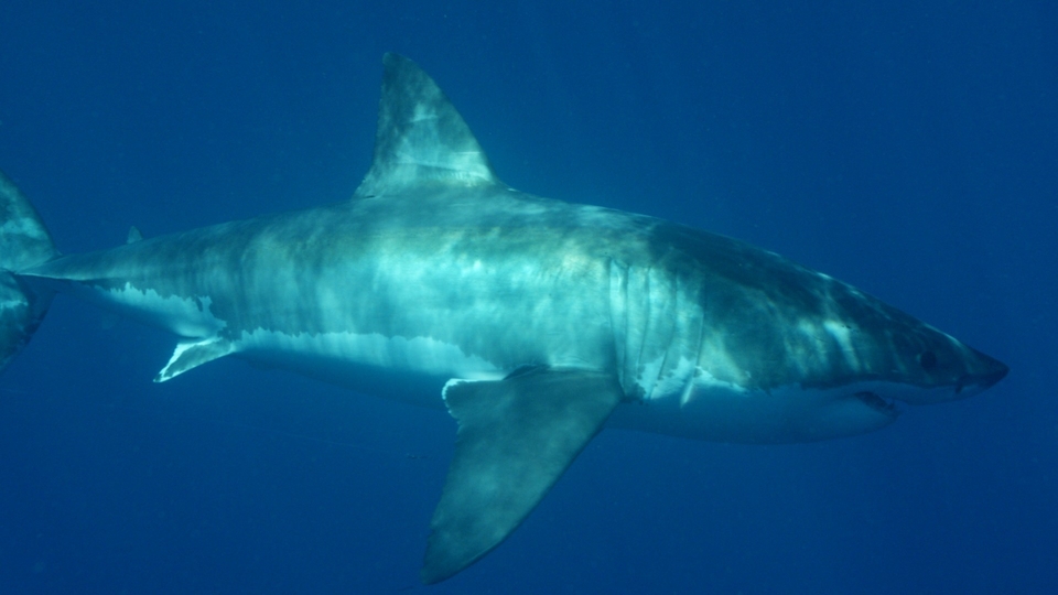 Dokument Ostrov bílých žraloků