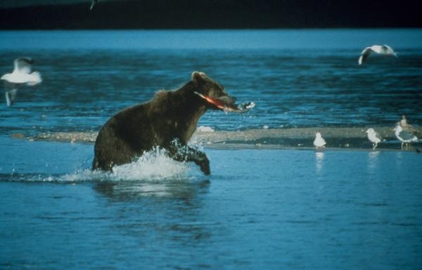 Zemlja 10.000 grizlija