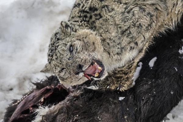 U potrazi za snježnim leopardima: Potjera za neuhvatljivim