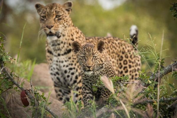 Igre leopardskog prijestolja