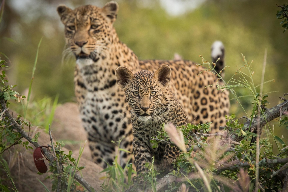 Документ Igre leopardskog prijestolja