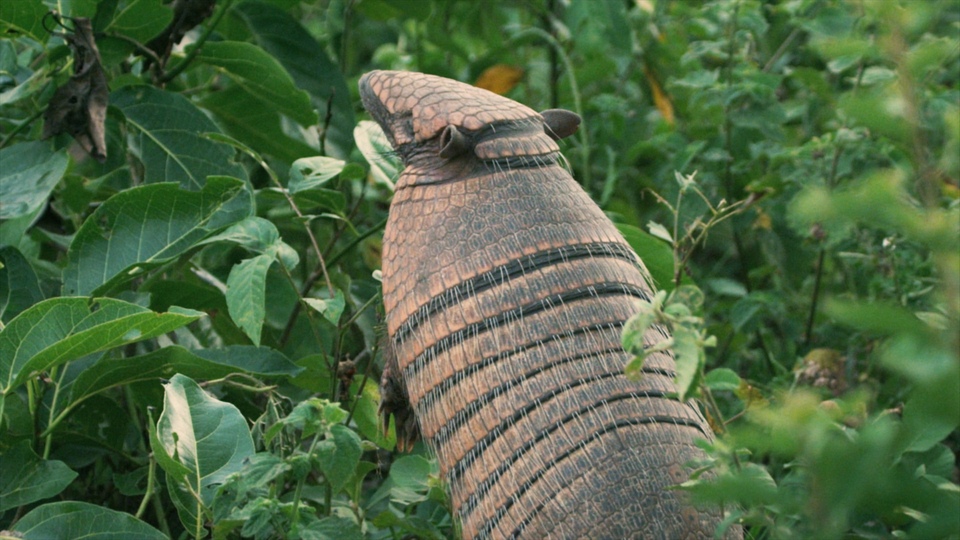 Dokument Ochrana a&nbsp;zbraně v&nbsp;přírodě