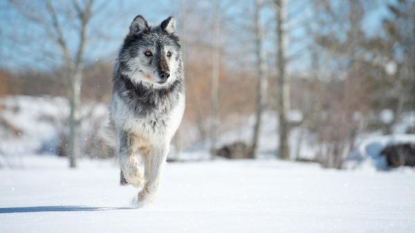 Bohaterki świata zwierząt