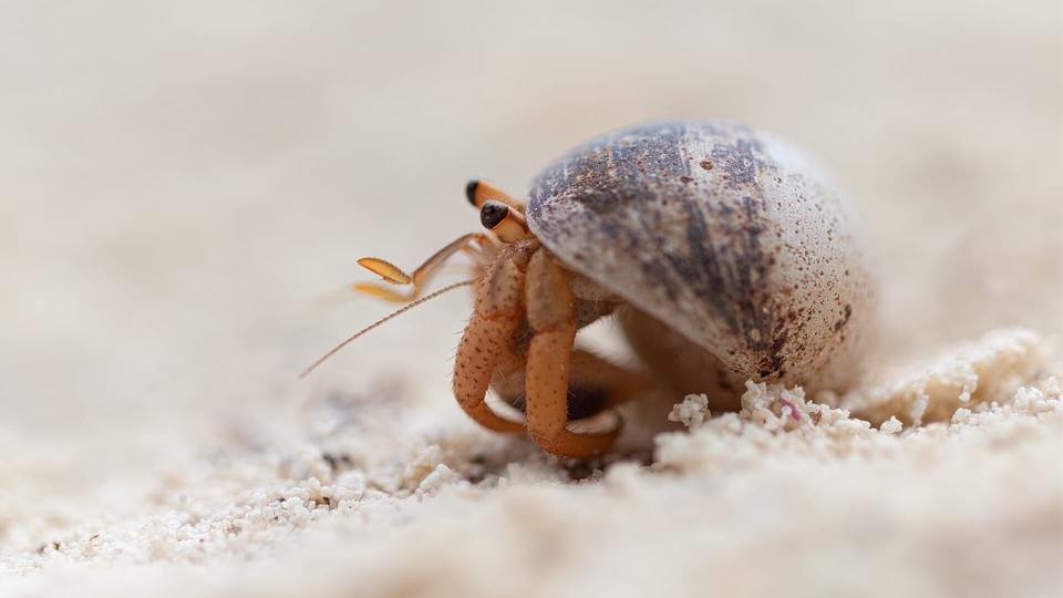 Documentary Bernard l'hermite, une épopée sur la terre ferme