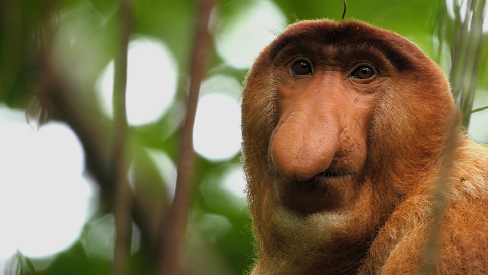 Dokument Opice a další primáti - naši nejbližší příbuzní