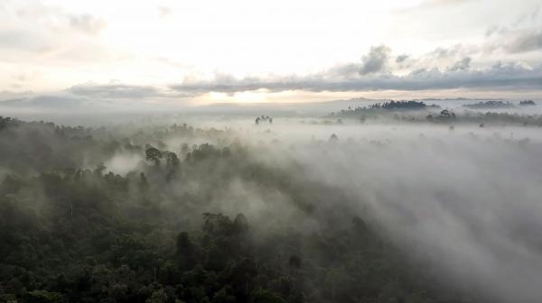 Borneo: Čudesna šuma