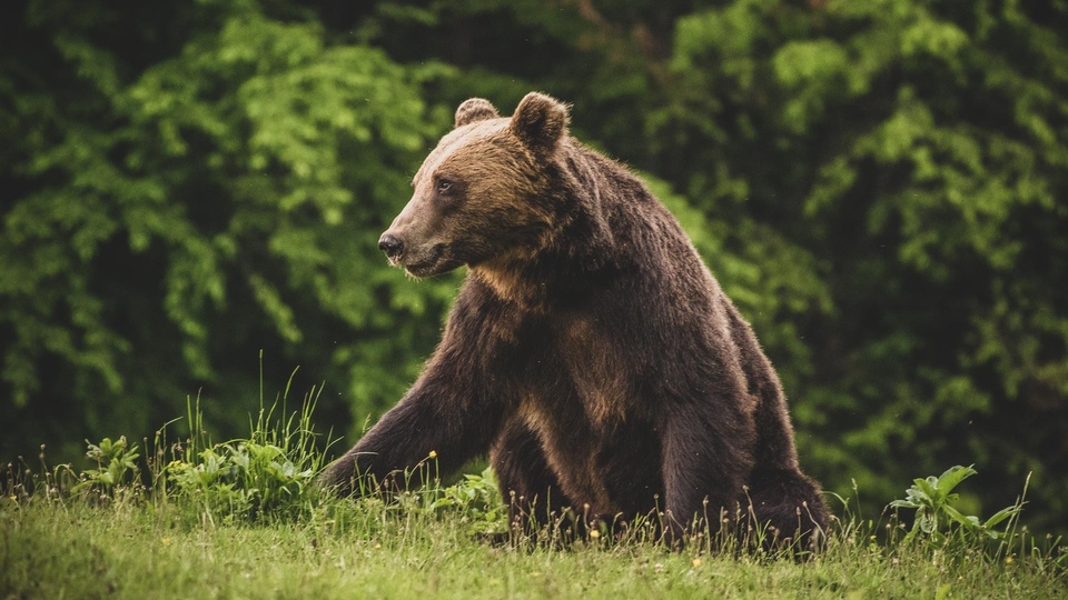 Dokument Karpaty: królestwo niedźwiedzi