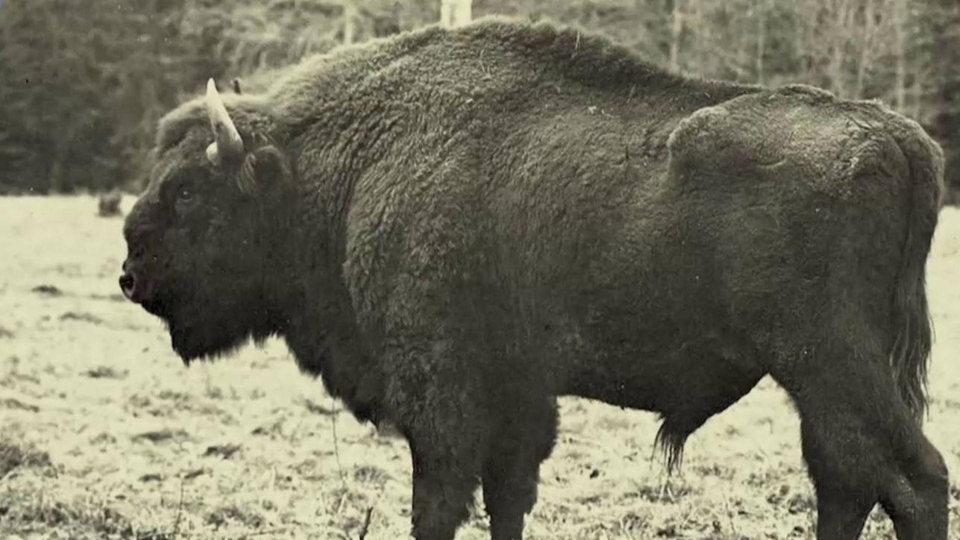 Документ Żubry wczoraj i dziś