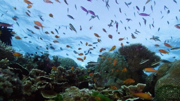 Veliki koraljni greben: živo blago