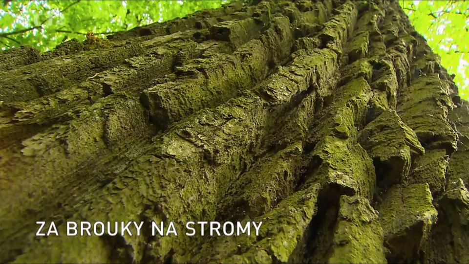 Documentary Za brouky na stromy