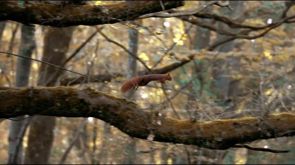 Ecureuil, les tribulations d'une forestiere