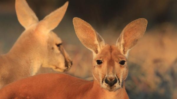 Dzika Australia: królestwo kangurów