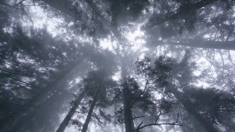 Документ Le prince de la foret
