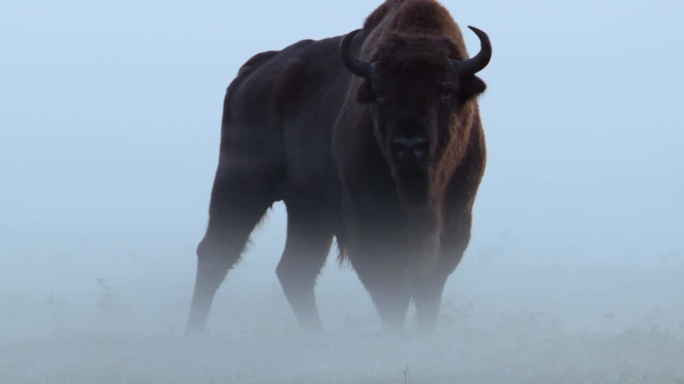 Documentary Zubor: Európsky bizón