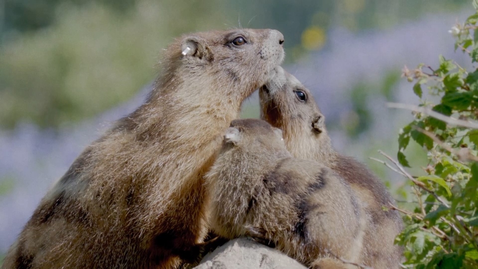 Dokument Spoločenstvá zvierat