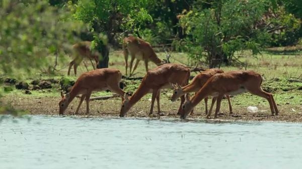 Jezero Tanganjika: Afričko modro srce