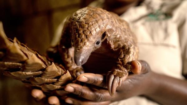 Malawi: na pomoc zwierzętom