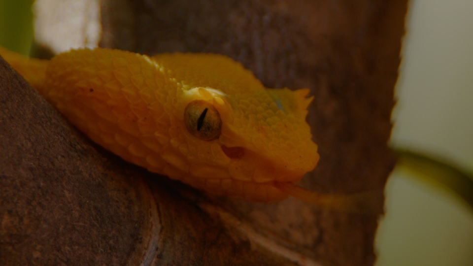 National Geographic Wild