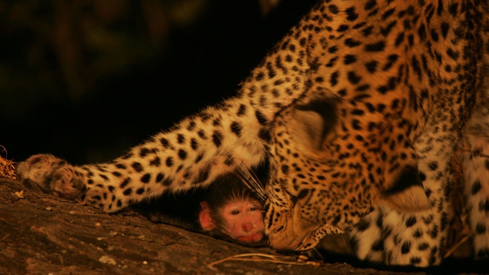 Dokumentarci Leopardovo oko