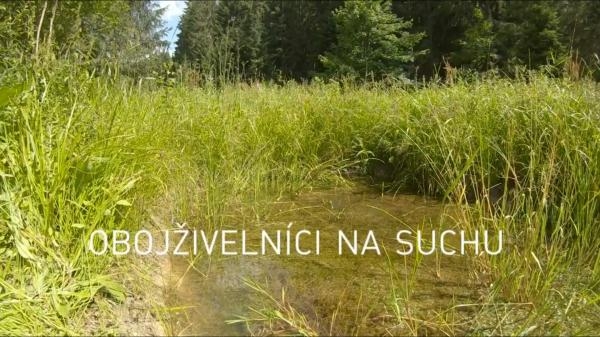 Obojživelníci na suchu