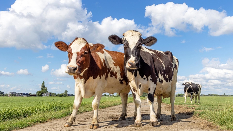 Документ Wydojeni