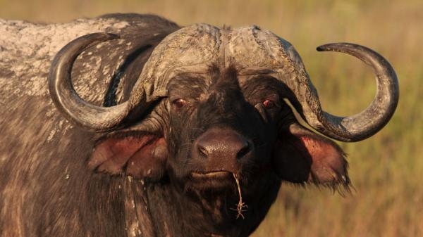 Smrtni neprijatelji: Lav protiv bivola
