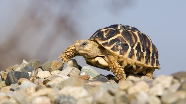 Le trafic des tortues
