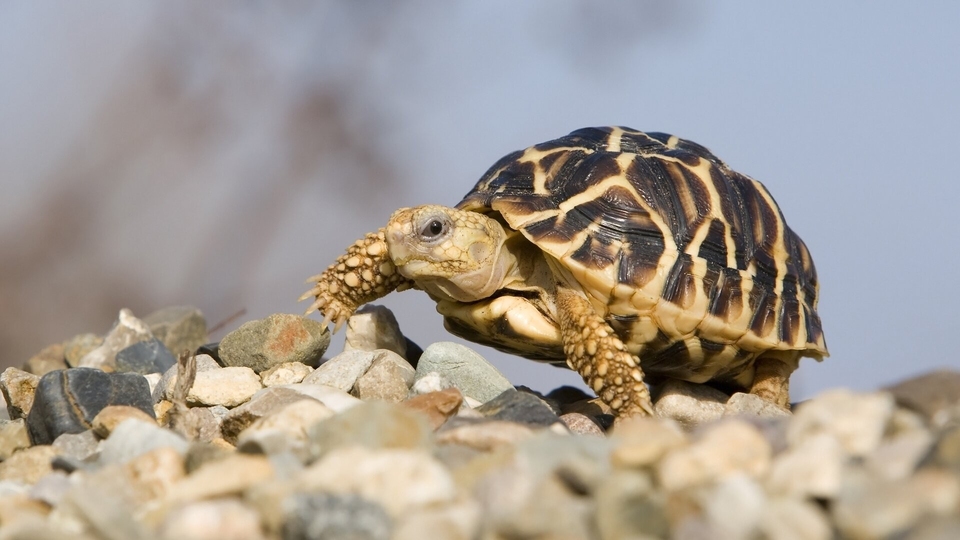 Документ Le trafic des tortues