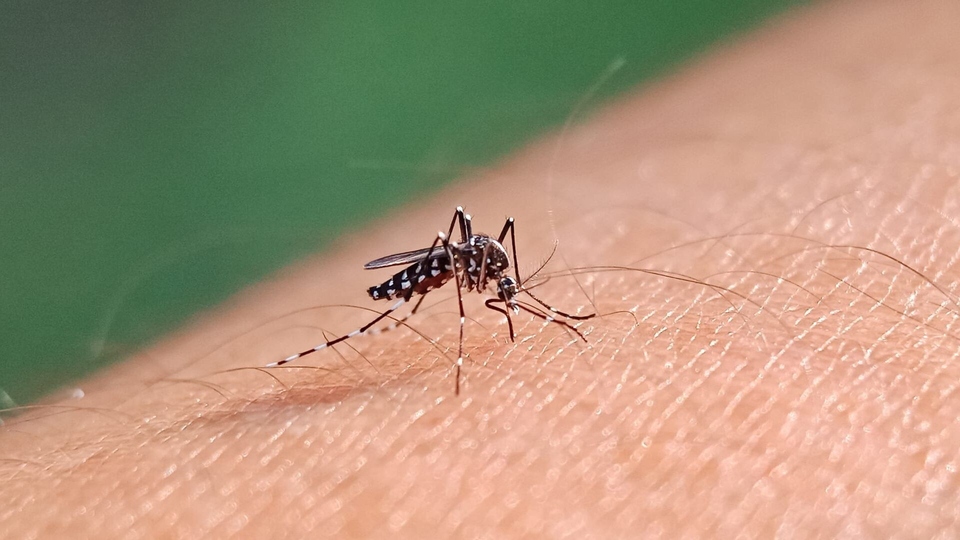 Dokument Nuisibles de l'été, la guerre est déclarée