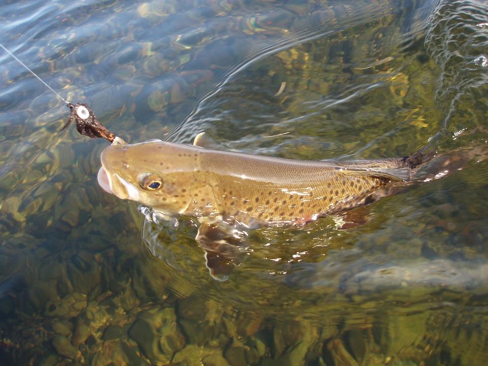 165 fishing documentaries online