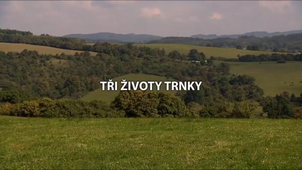 Tři životy trnky
