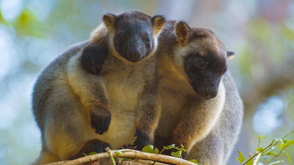 Dokument Kangury drzewne: duchy lasu