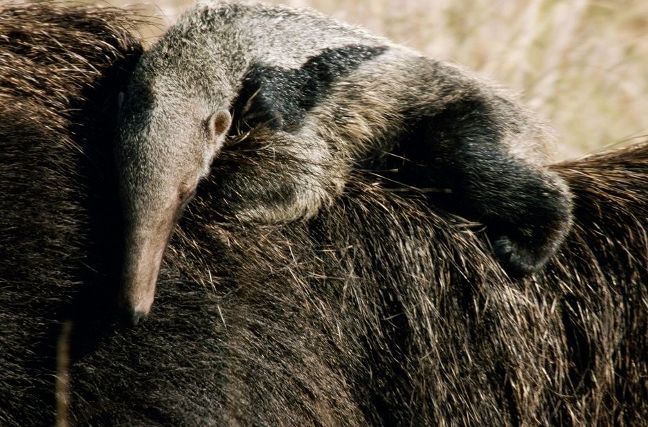 Dokument Lydia a&nbsp;obři: Divoký Pantanal