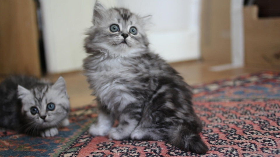 Документ Une vie de chaton