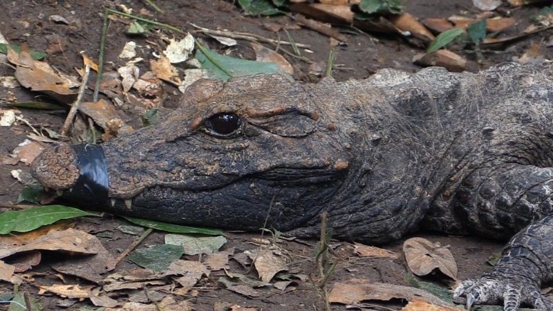 Dokument Za tajemným krokodýlem do Konga
