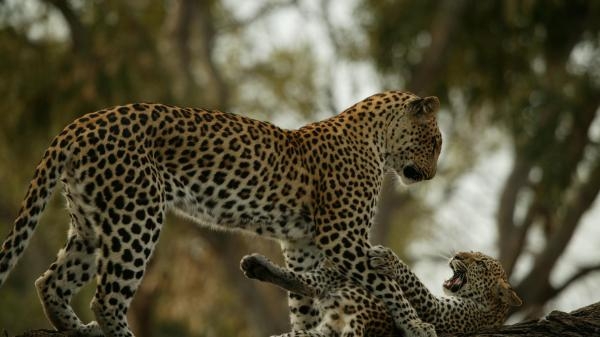 Wśród wielkich kotów