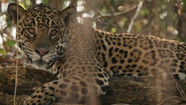 Život jaguara u Pantanalu
