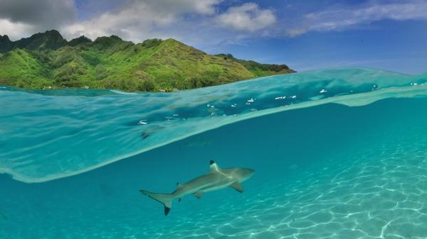 Seul sur l'atoll, journal d'un naufragé volontaire