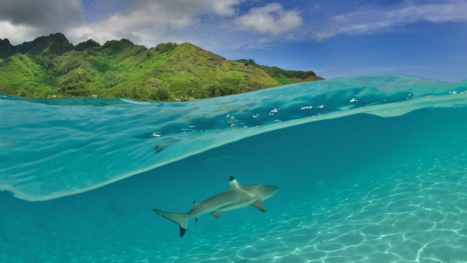 Documentary Seul sur l'atoll, journal d'un naufragé volontaire