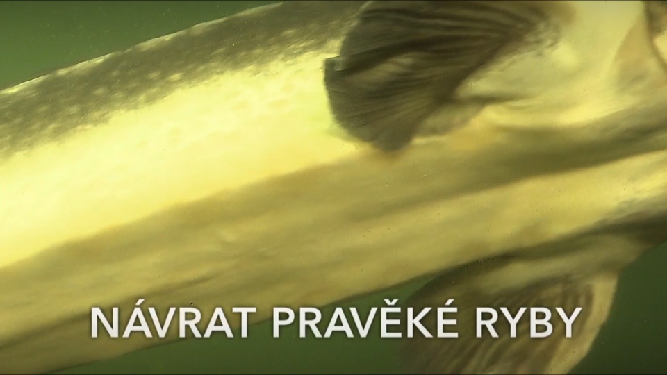 Документ Návrat pravěké ryby