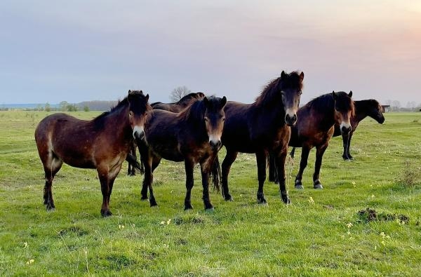 Co znamená divočina