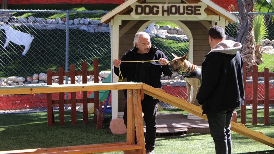 Dokument Cesar Millan: lepszy człowiek, lepszy pies