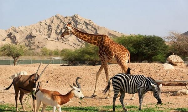 Úžasná zvířata Dubaje