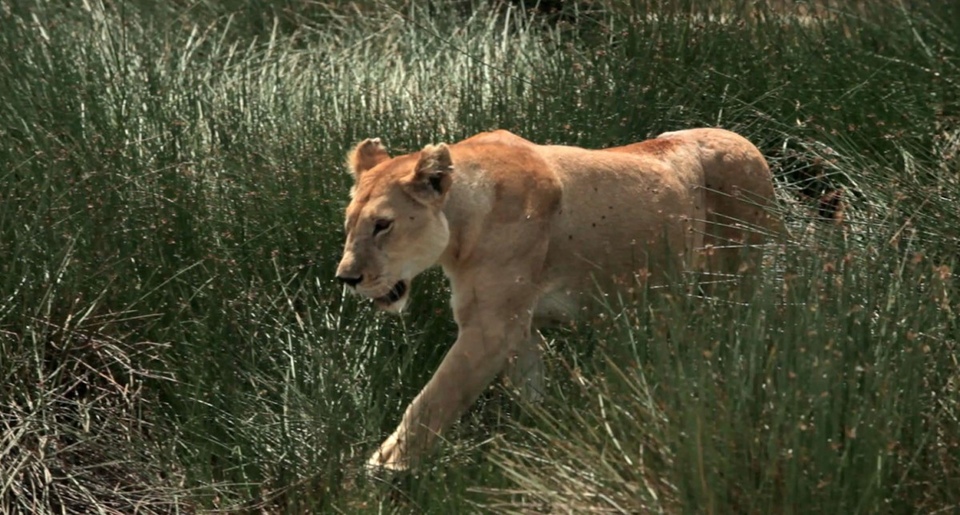 Dokumentarci Mačji ratovi: Lav protiv geparda