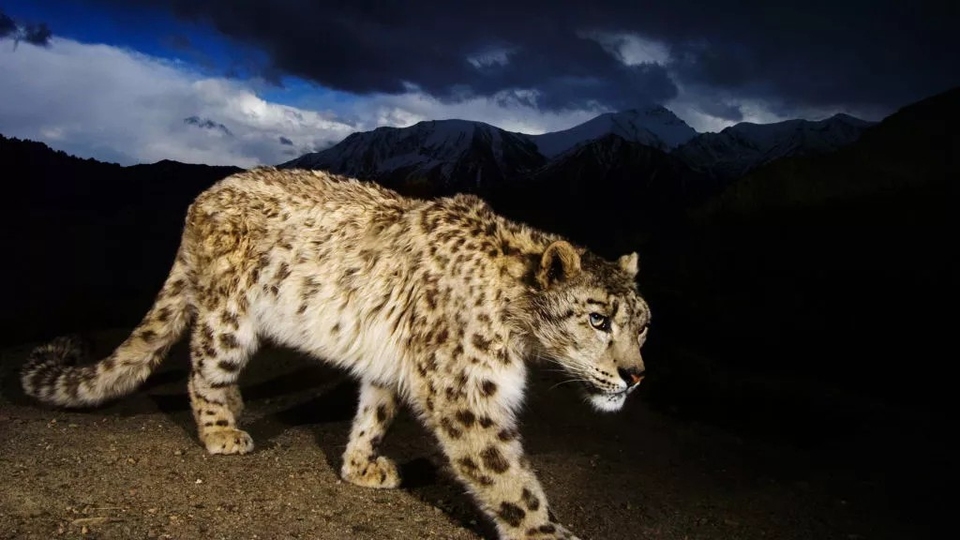 Dokumentarci Afganistanski snježni leopard